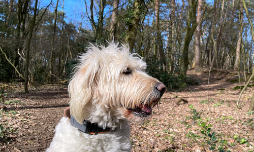 Merbecker Busch im Wald mit Hund unterwegs Waldwege rund um