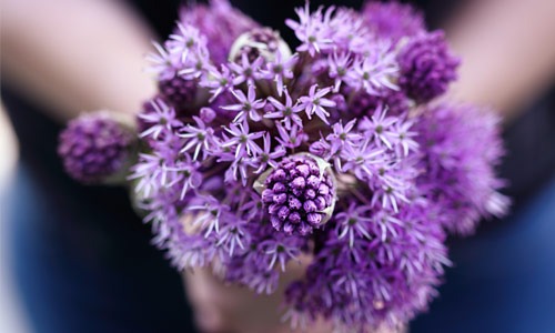 Blumen als kleines Sträuschen in den Händen zur Beerdigung, wenn jemand verstorben ist