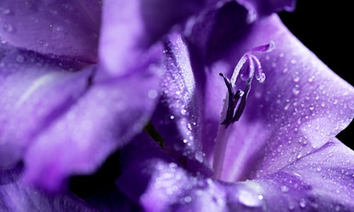 Trauerblumen in Lila symbolisieren den Tod. Lilien für Reinheit und Hoffnung.