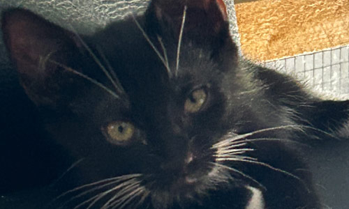 Katzen Junges in schwarz in Wegberg