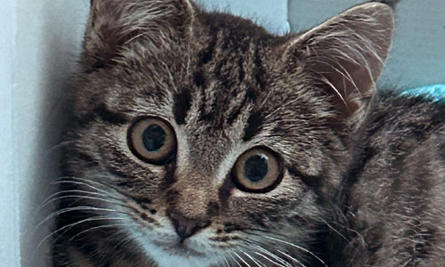 Katzen Kind mit großen Augen suchen ein neues Freigangzuhause