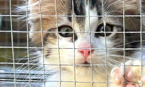Katzenkinder aus Merbecker Busch