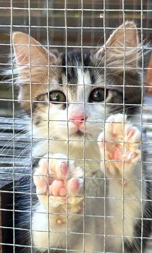 Katzenkinder aus Merbecker Busch