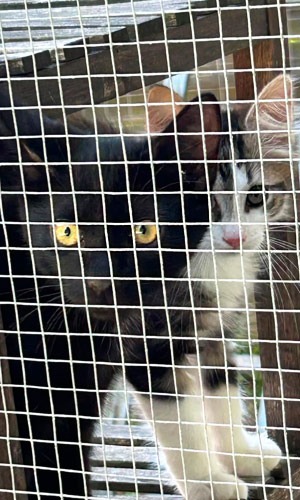 Katzenkinder aus Merbecker Busch