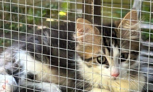 Katzenkinder aus Merbecker Busch