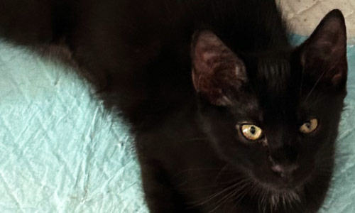 Kitten schwarz Katzenwurf in Wegberg